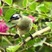 Light-vented Bulbul Light-vented Bulbul